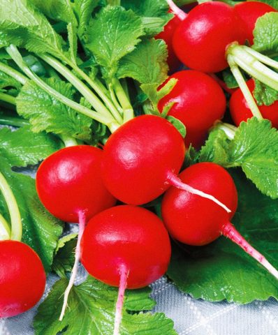 The best varieties of radish for a greenhouse: reviews, photos, for Siberia, for the Moscow region, for the Urals, for the middle lane