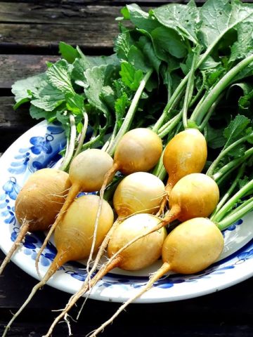 The best varieties of radish for a greenhouse: reviews, photos, for Siberia, for the Moscow region, for the Urals, for the middle lane