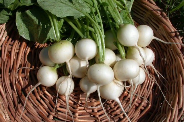 The best varieties of radish for a greenhouse: reviews, photos, for Siberia, for the Moscow region, for the Urals, for the middle lane