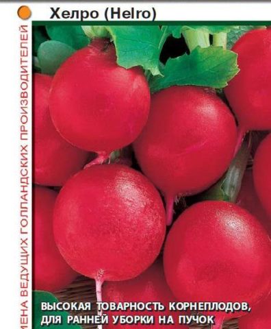 The best varieties of radish for a greenhouse: reviews, photos, for Siberia, for the Moscow region, for the Urals, for the middle lane