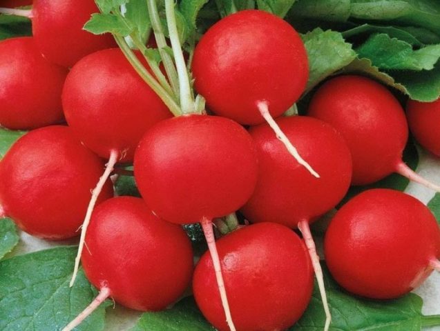 The best varieties of radish for a greenhouse: reviews, photos, for Siberia, for the Moscow region, for the Urals, for the middle lane