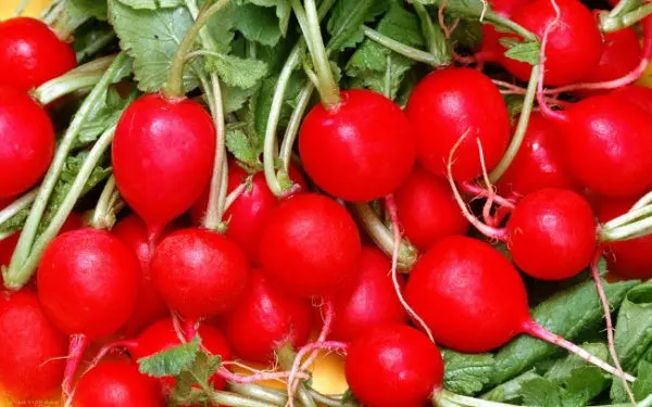 The best varieties of radish for a greenhouse: reviews, photos, for Siberia, for the Moscow region, for the Urals, for the middle lane