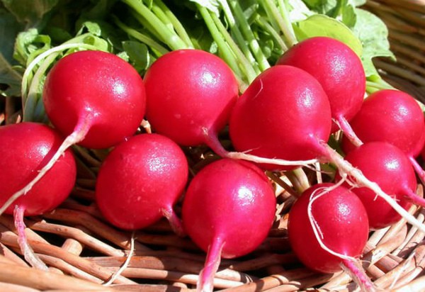 The best varieties of radish for open ground: top most popular