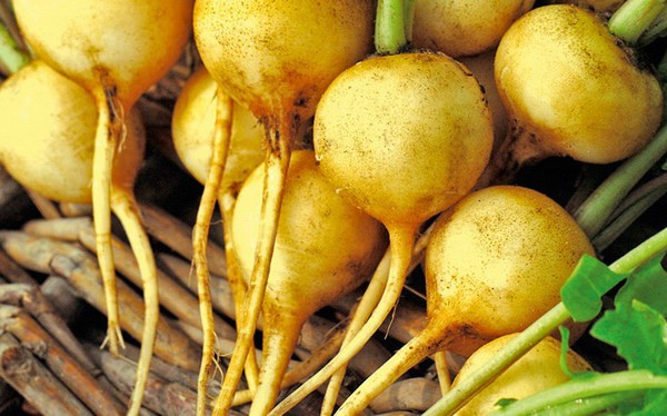 The best varieties of radish for open ground: top most popular