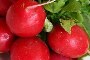 The best varieties of radish for open ground: top most popular