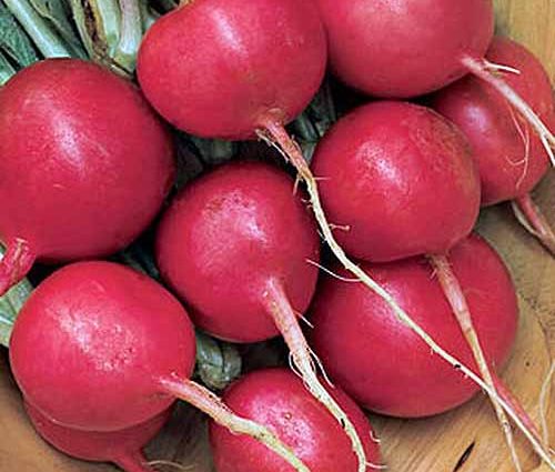 The best varieties of radish for open ground: top most popular