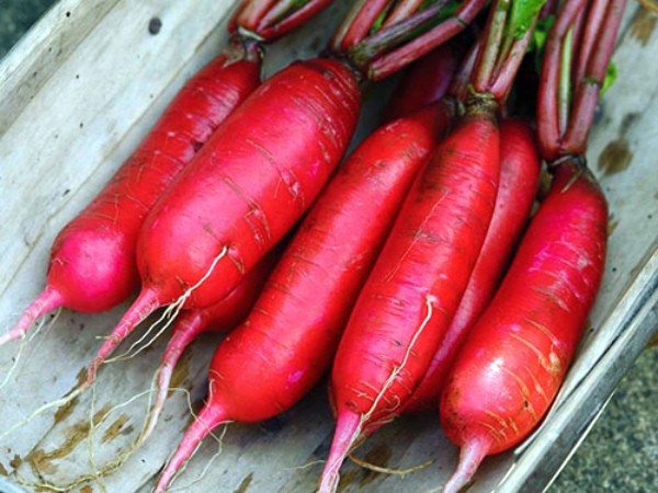 The best varieties of radish for open ground: top most popular