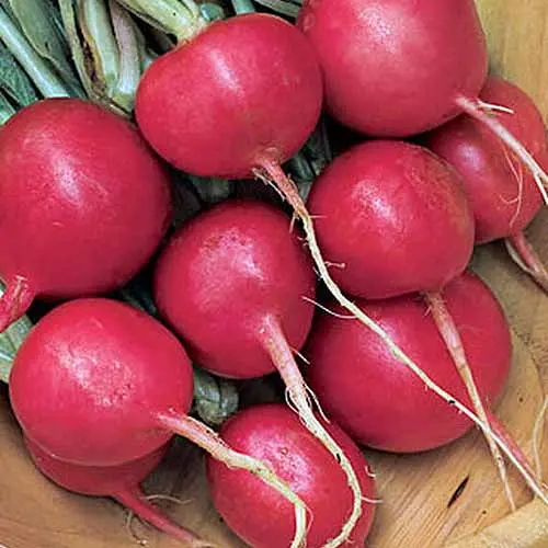 The best varieties of radish for open ground: top most popular