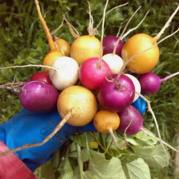 The best varieties of radish for sowing on your site