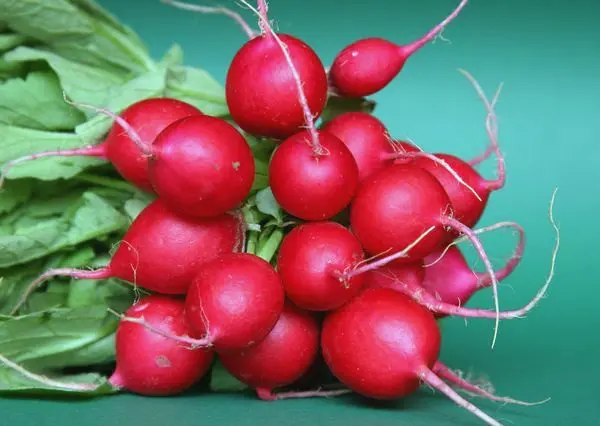 The best varieties of radish for sowing on your site