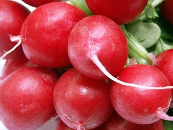 The best varieties of radish for sowing on your site