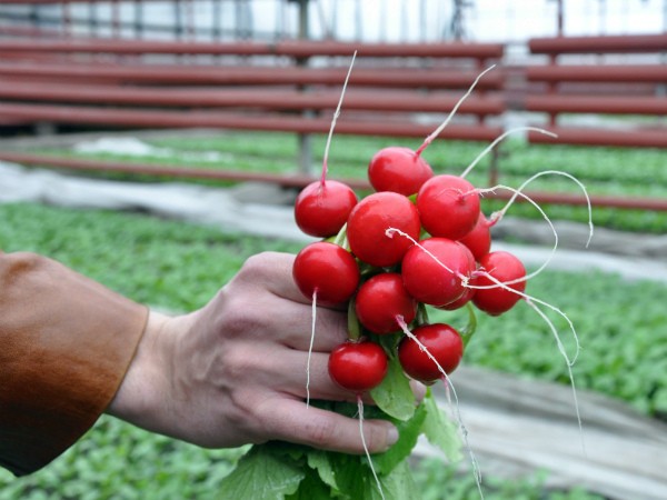 The best varieties of radish for sowing on your site