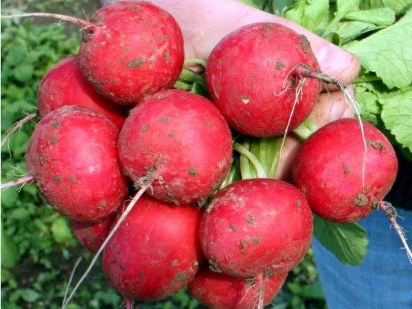 The best varieties of radish for sowing on your site