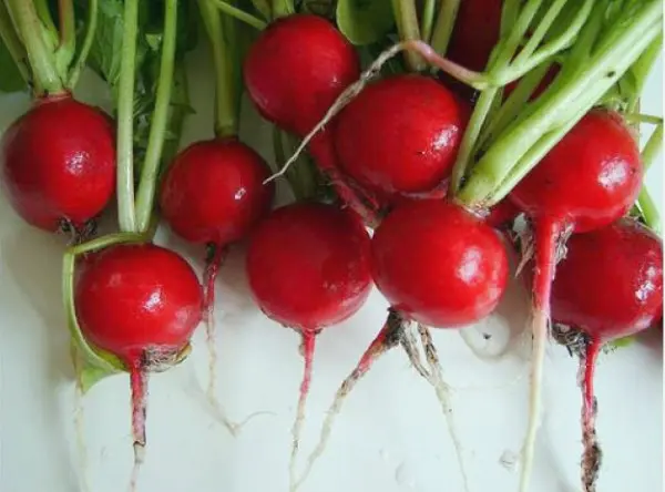 The best varieties of radish for sowing on your site