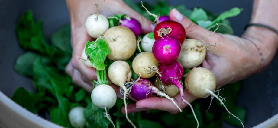 The best varieties of radish for sowing on your site