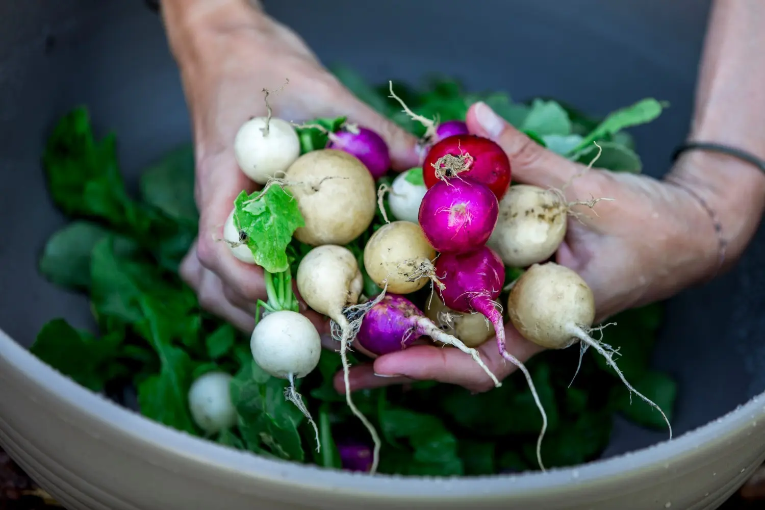 The best varieties of radish for sowing on your site