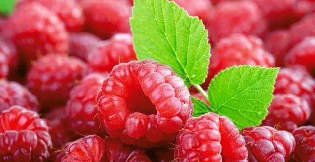 The best varieties of raspberries with photos and descriptions