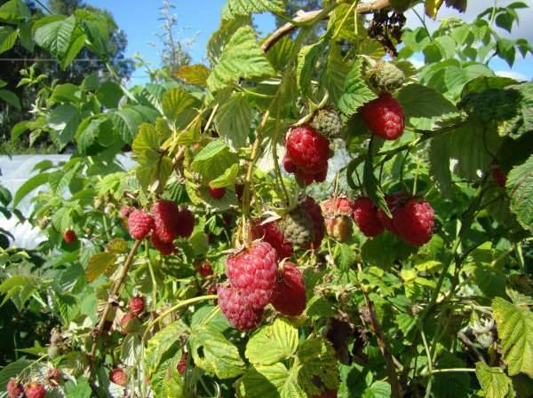 The best varieties of raspberries with photos and descriptions