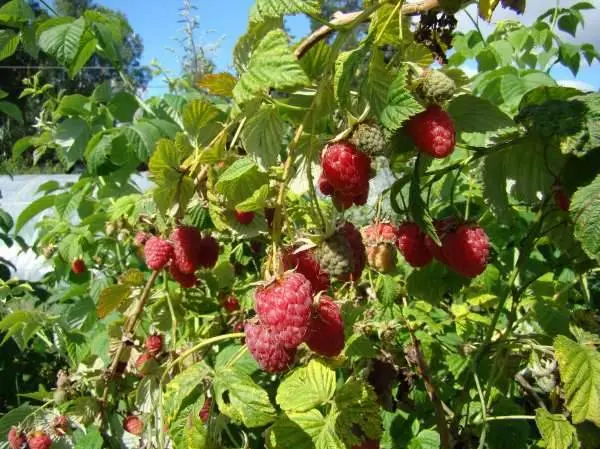 The best varieties of raspberries with photos and descriptions