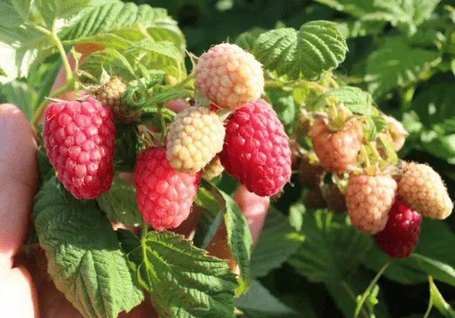 The best varieties of raspberries with photos and descriptions