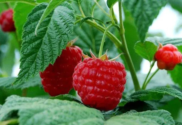 The best varieties of raspberries with photos and descriptions