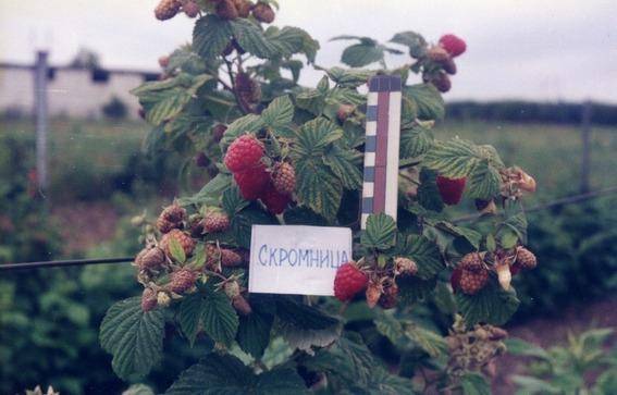 The best varieties of raspberries with photos and descriptions