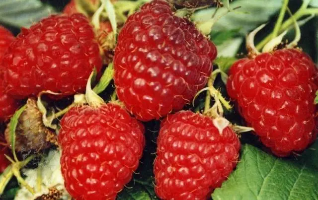 The best varieties of raspberries with photos and descriptions