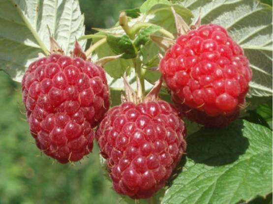 The best varieties of raspberries with photos and descriptions