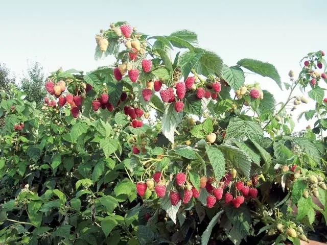 The best varieties of raspberries with photos and descriptions