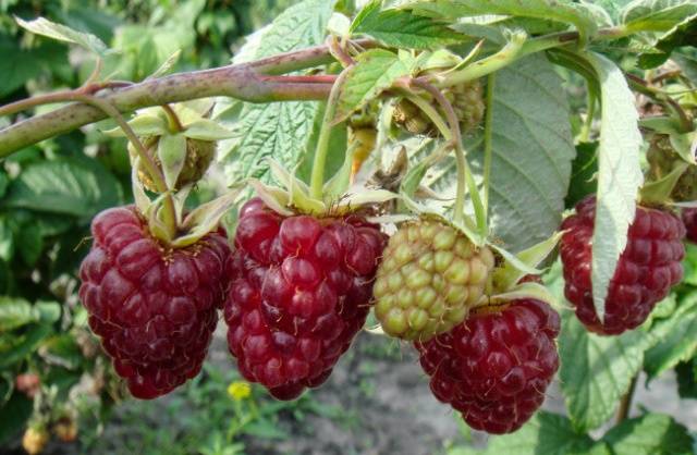 The best varieties of raspberries with photos and descriptions