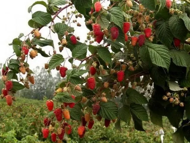 The best varieties of raspberries with photos and descriptions