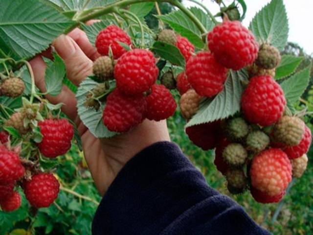 The best varieties of raspberries with photos and descriptions