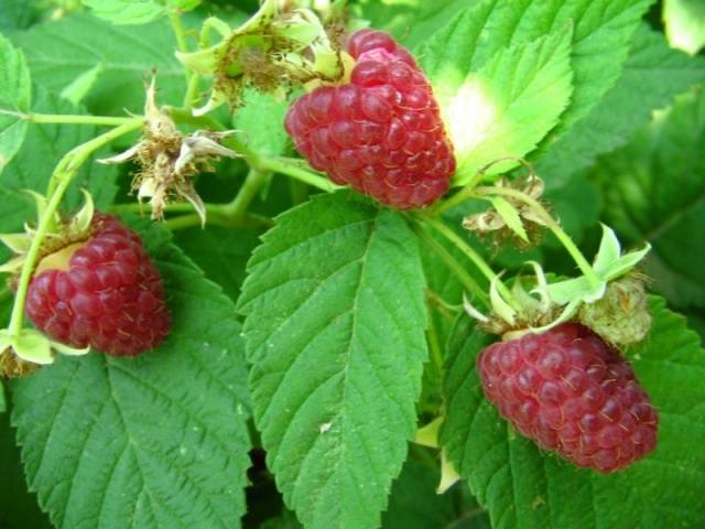 The best varieties of raspberries with photos and descriptions