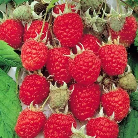 The best varieties of raspberries with photos and descriptions