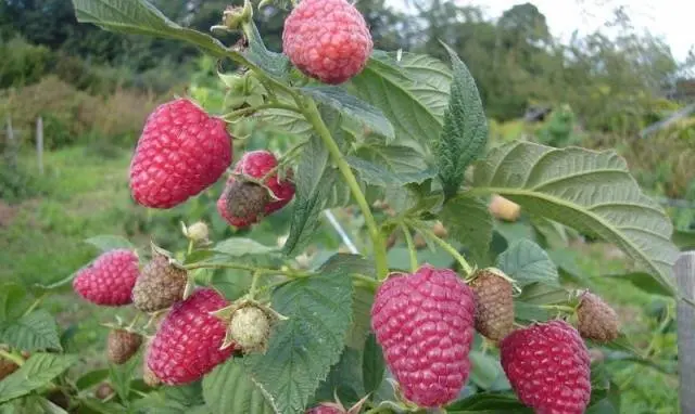 The best varieties of raspberries with photos and descriptions