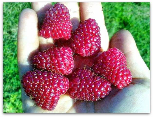 The best varieties of raspberries with photos and descriptions