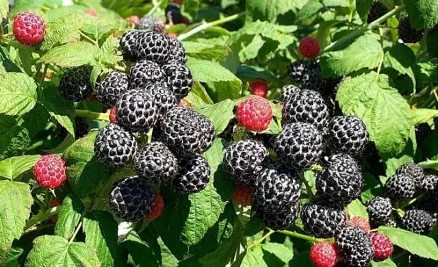 The best varieties of raspberries with photos and descriptions