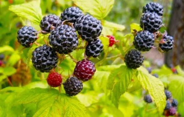 The best varieties of raspberries with photos and descriptions