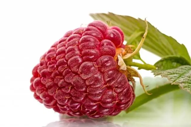 The best varieties of raspberries with photos and descriptions