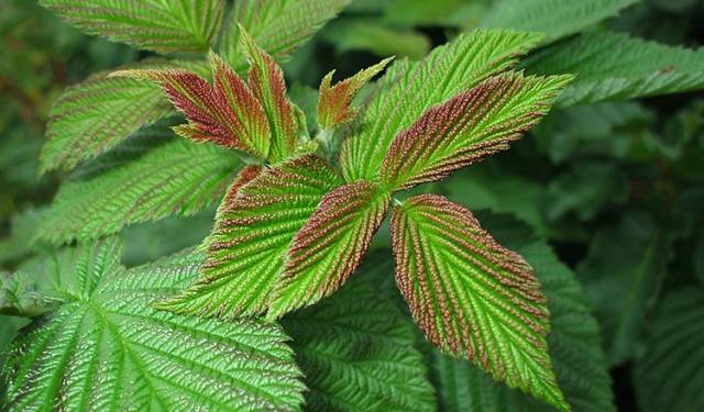 The best varieties of raspberries with photos and descriptions