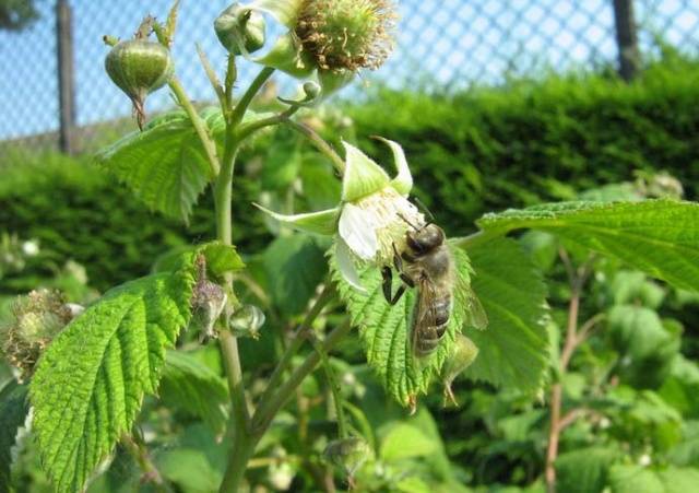 The best varieties of raspberries with photos and descriptions