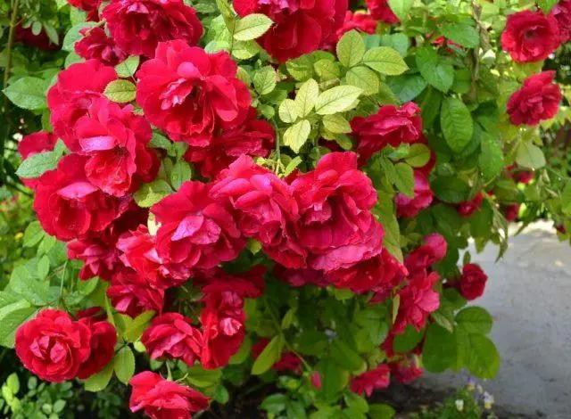 The best varieties of red roses with photos and names