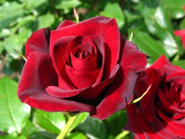 The best varieties of red roses with photos and names