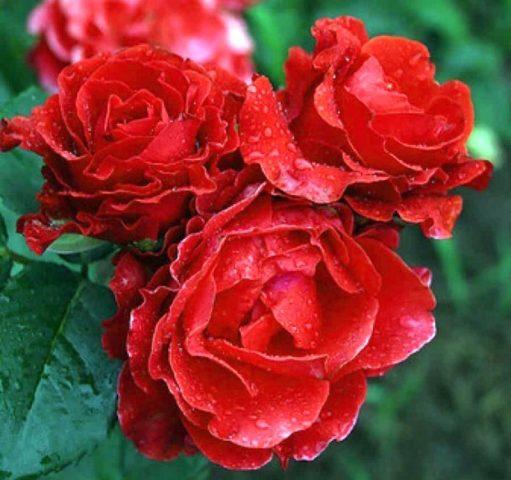 The best varieties of red roses with photos and names