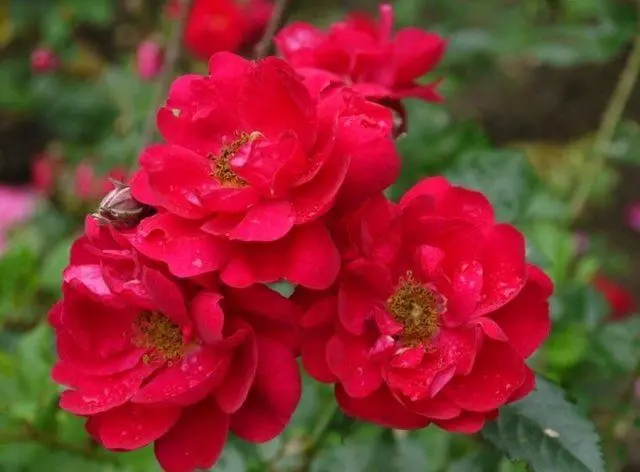 The best varieties of red roses with photos and names