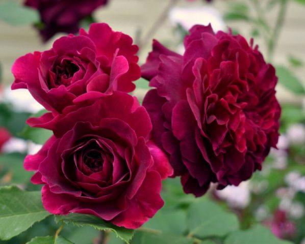 The best varieties of red roses with photos and names