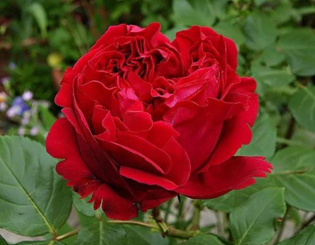 The best varieties of red roses with photos and names