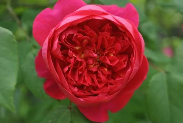 The best varieties of red roses with photos and names