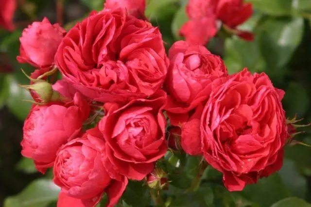 The best varieties of red roses with photos and names