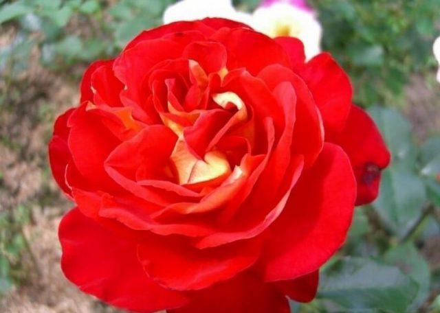 The best varieties of red roses with photos and names